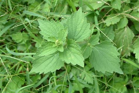 大赦草|避邪草是什麼？常見6種「避邪植物」介紹，趨吉避凶。